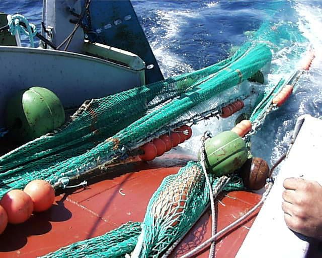  Aviso de 80% de utilização da quota de atum patudo 2024 (BET/ATLANT) 
